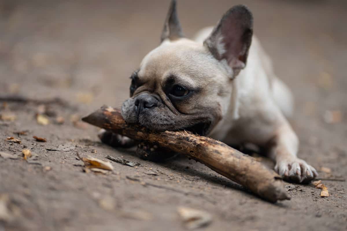 How to Train French Bulldogs