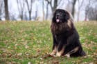 Is a Tibetan Mastiff a Good Breed?