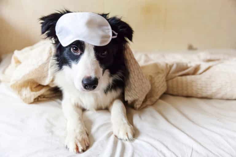 The Complete Border Collie Sleeping Guide