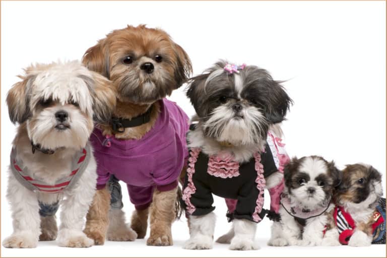 The Complete Guide to the Shih Tzu Breed