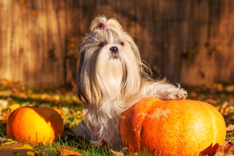 What Is the Best Food for a Shih Tzu?