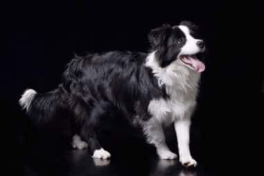 What Size Is a Border Collie
