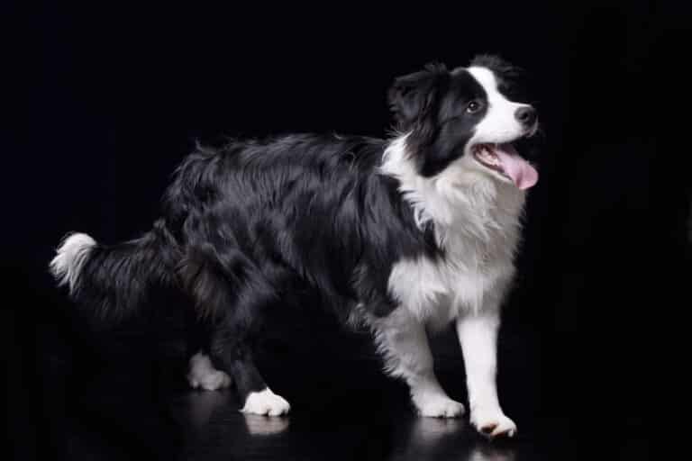 What Size Is a Border Collie