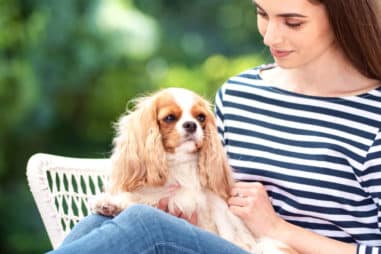 Why You Should Get a Cavalier King Charles Spaniel