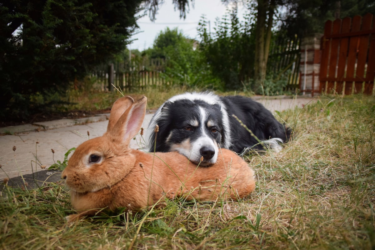 Do Border Collies Get Along With Other Animals
