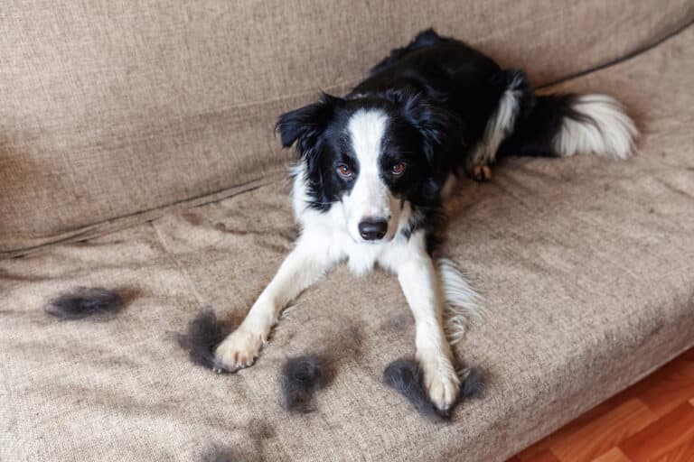 Does Border Collie Shed a Lot