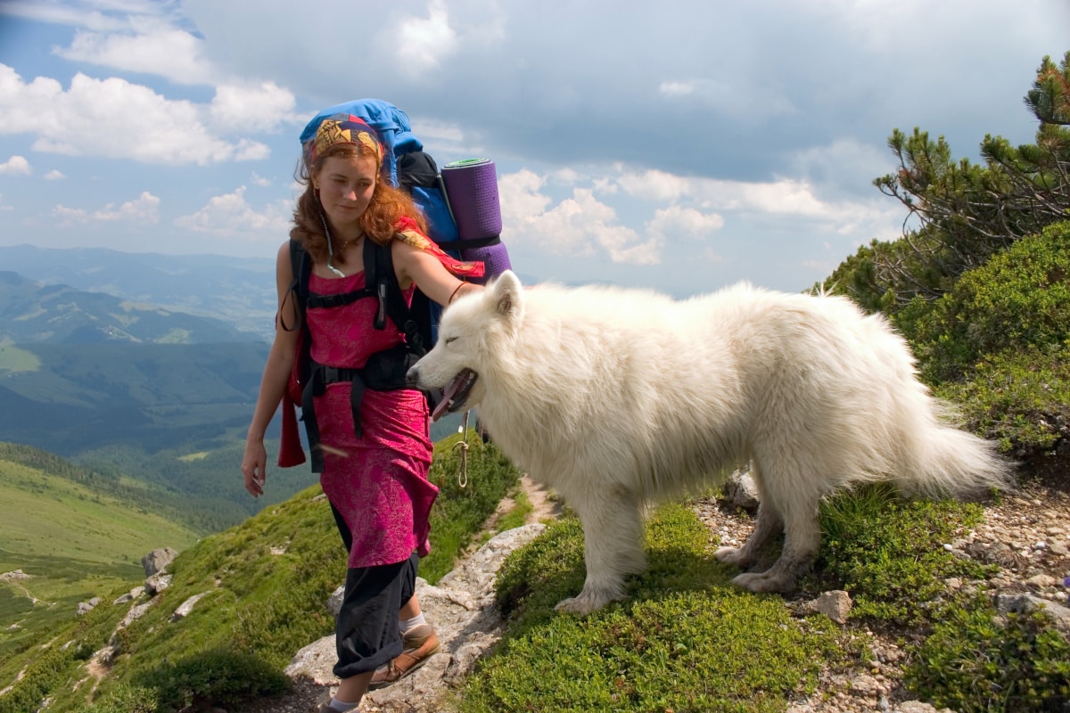How Big Will My Samoyed Get