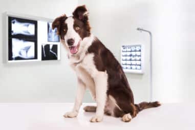 How Healthy Are Border Collies