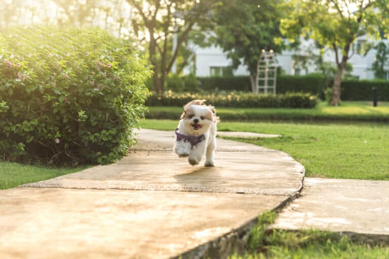 How Much Exercise Do Shih Tzu Need
