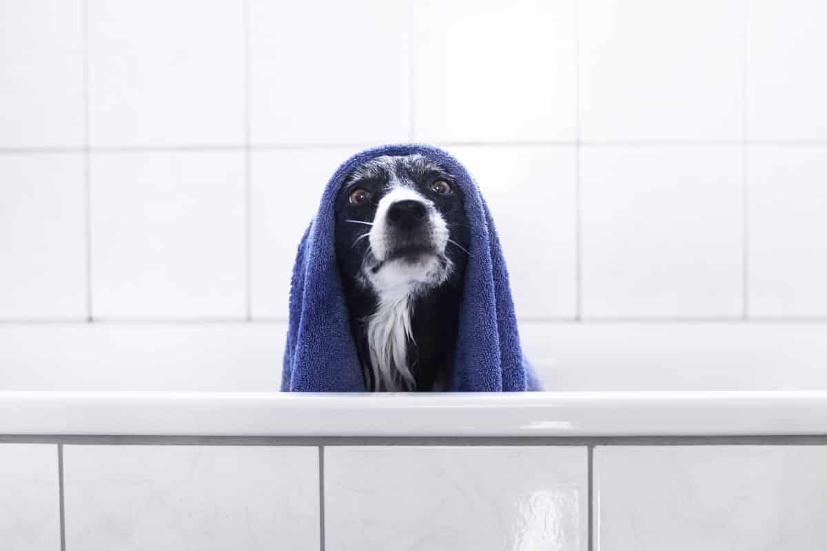 How to Care for a Border Collie