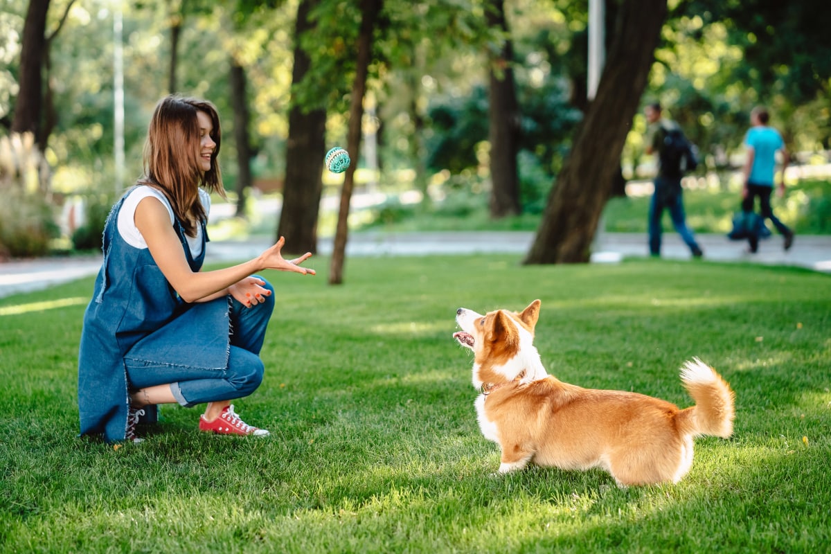 How to Train a Pembroke Welsh Corgi (Are They Smart Dogs)