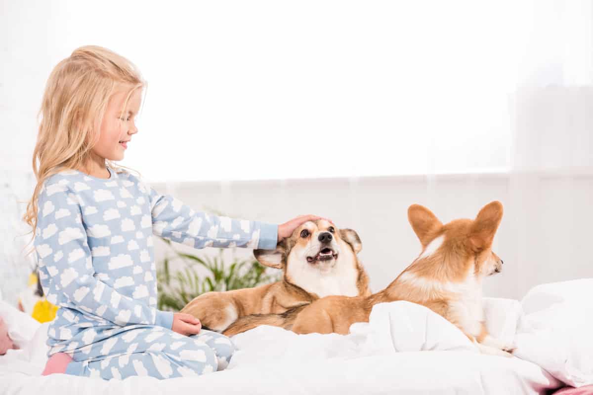 Should I Get a Pembroke Welsh Corgi