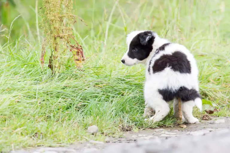 The Complete Guide to Border Collie Peeing and Pooping
