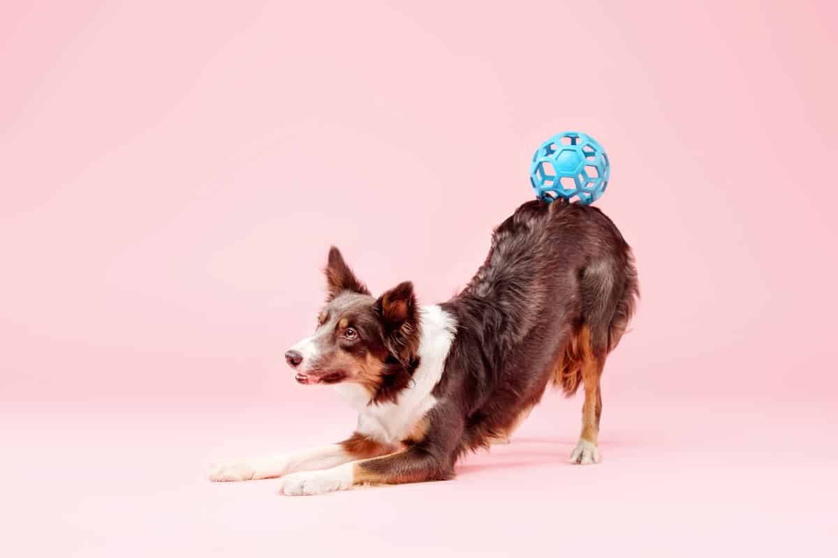 What Do I Need for a Border Collie Dog