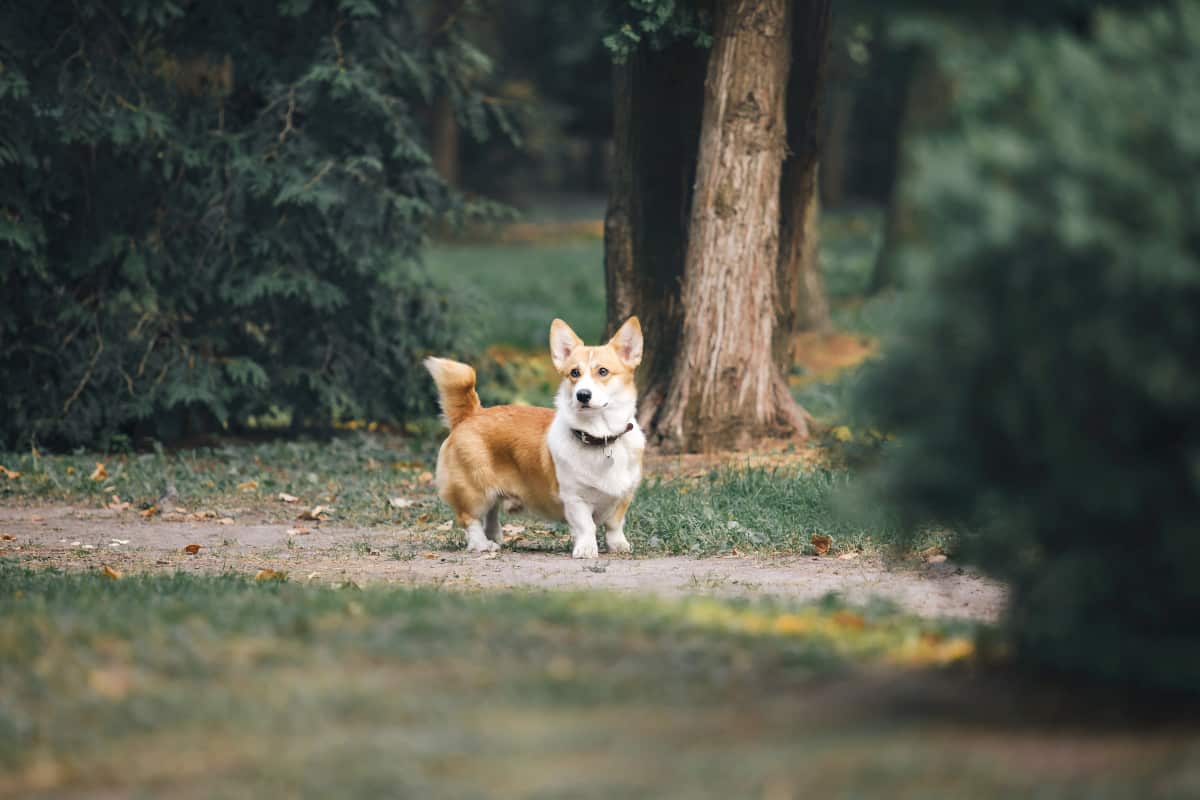 What Is a Pembroke Welsh Corgi