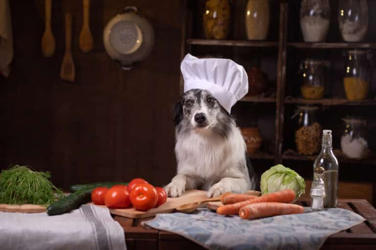 What Is the Best Food for a Border Collie