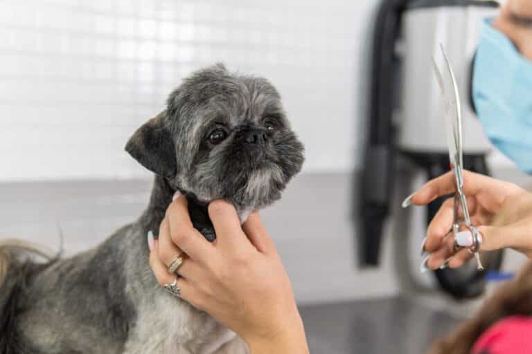 What Kind of Care Do Shih Tzu Need