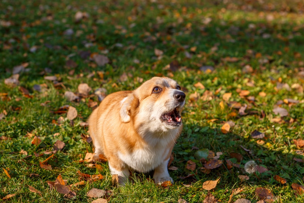 Why You Shouldn't Get a Pembroke Welsh Corgi