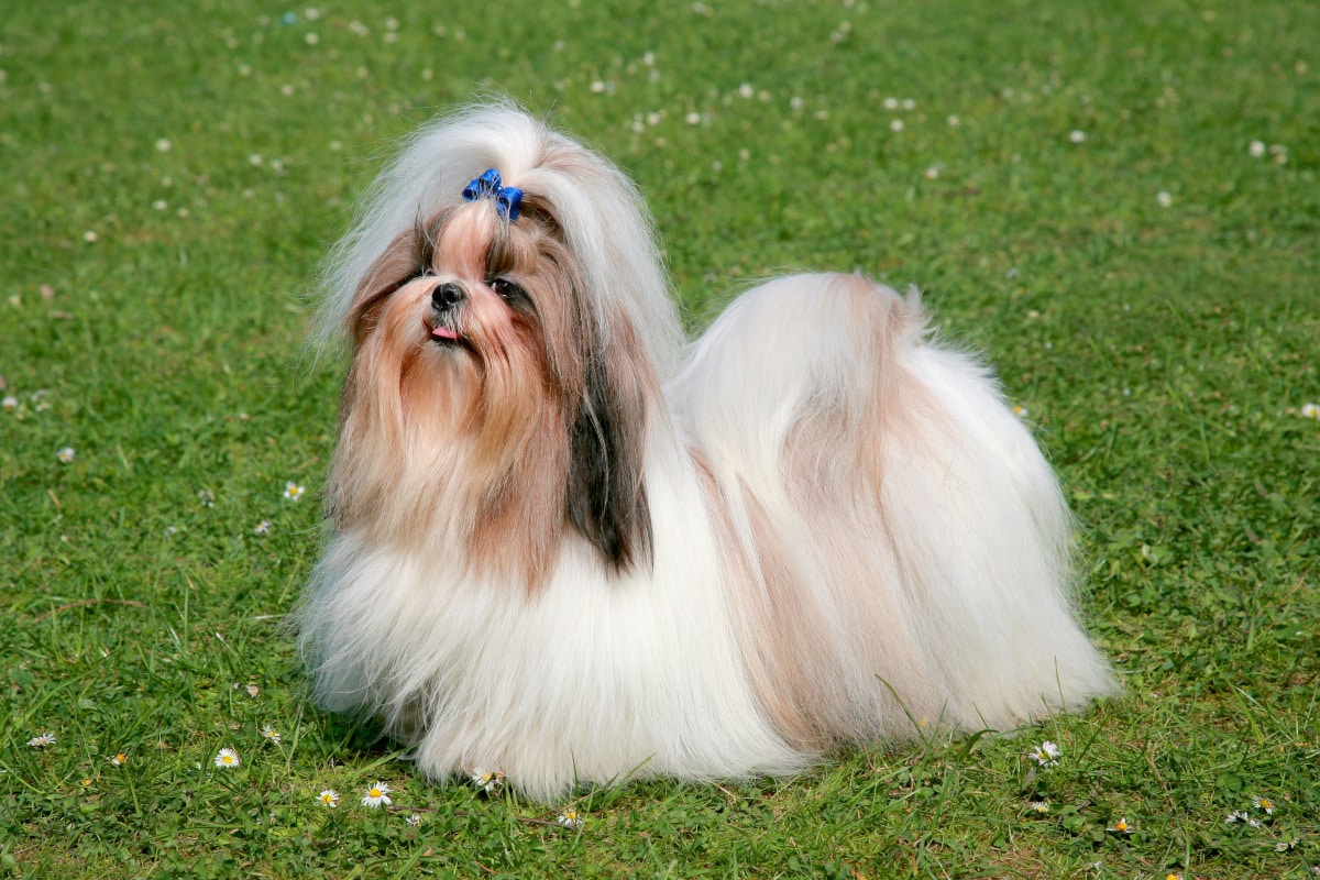 How Big Does a Shih Tzu Get