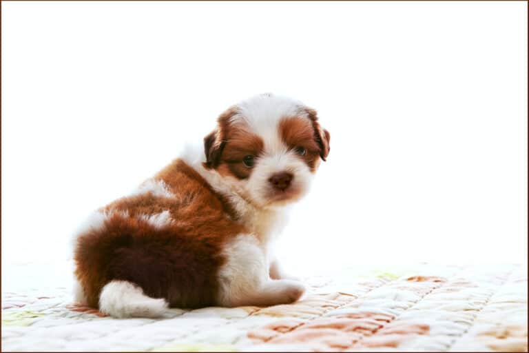 The Complete Guide to Shih Tzu Peeing and Pooping