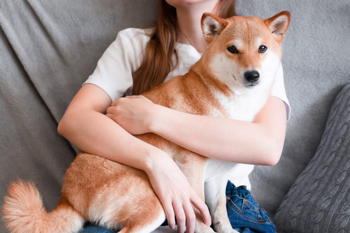 What Are Shiba Inu Like as Pets