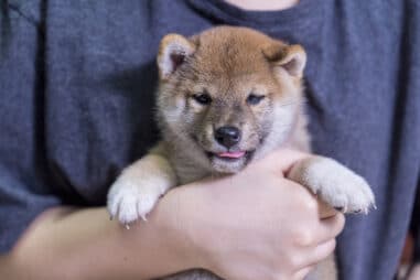 What Is the Proper Way to Hold a Shiba Inu