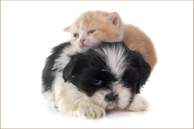 Are Shih Tzu Good With Other Pets