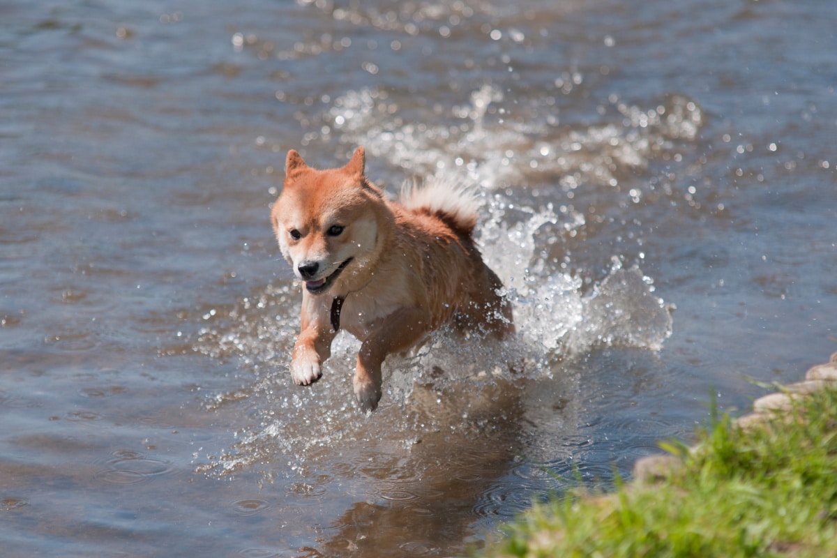 How Much Exercise Do Shiba Inu Need