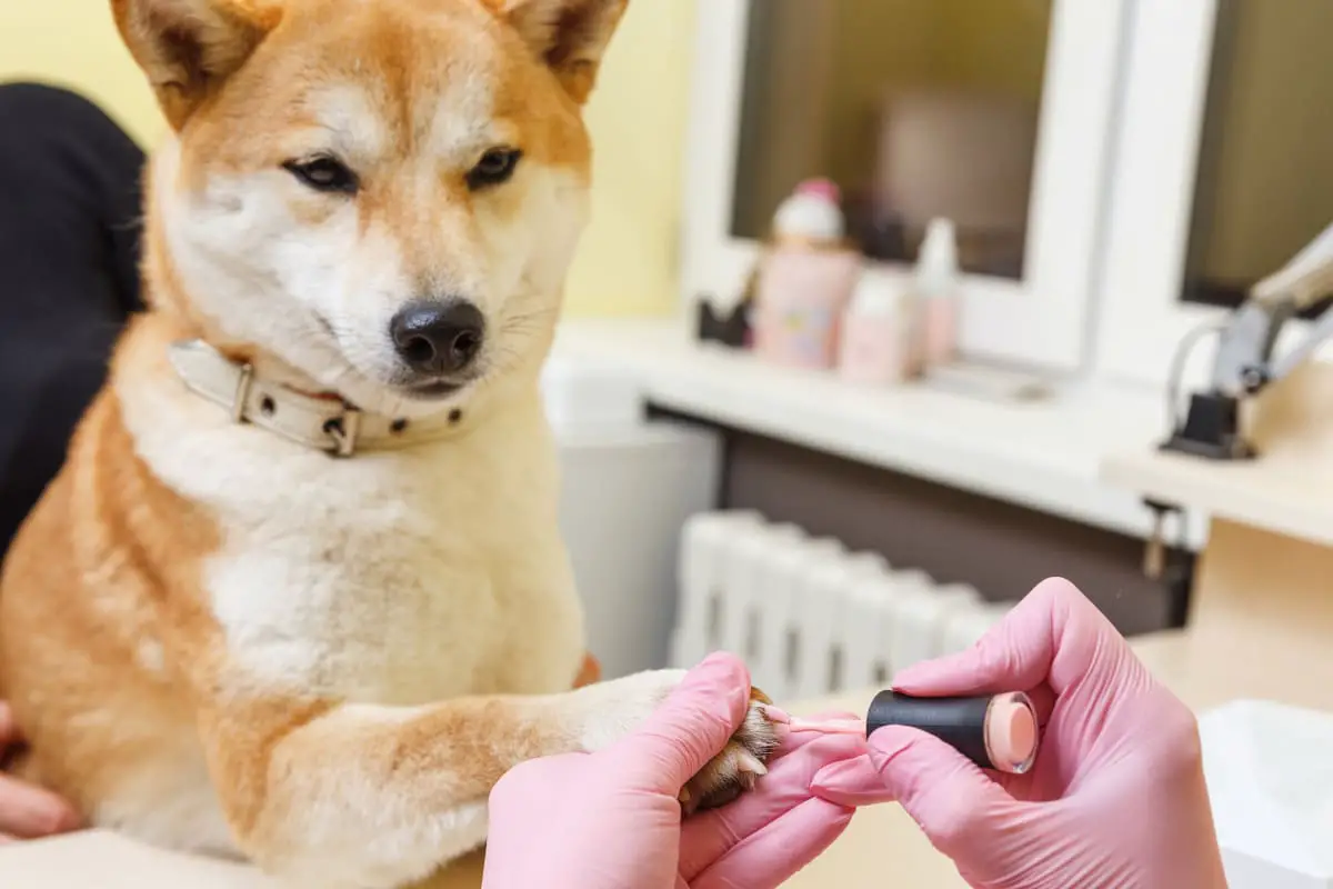 can i shave my shiba inu