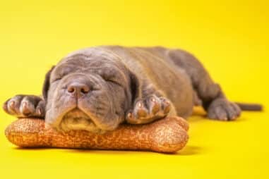 How to Get Your Cane Corso the Best Sleep