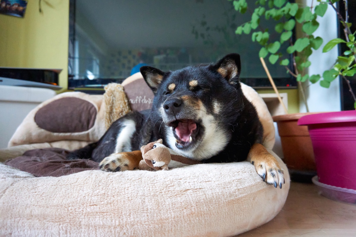 How to Get Your Shiba Inu a Good Night's Sleep