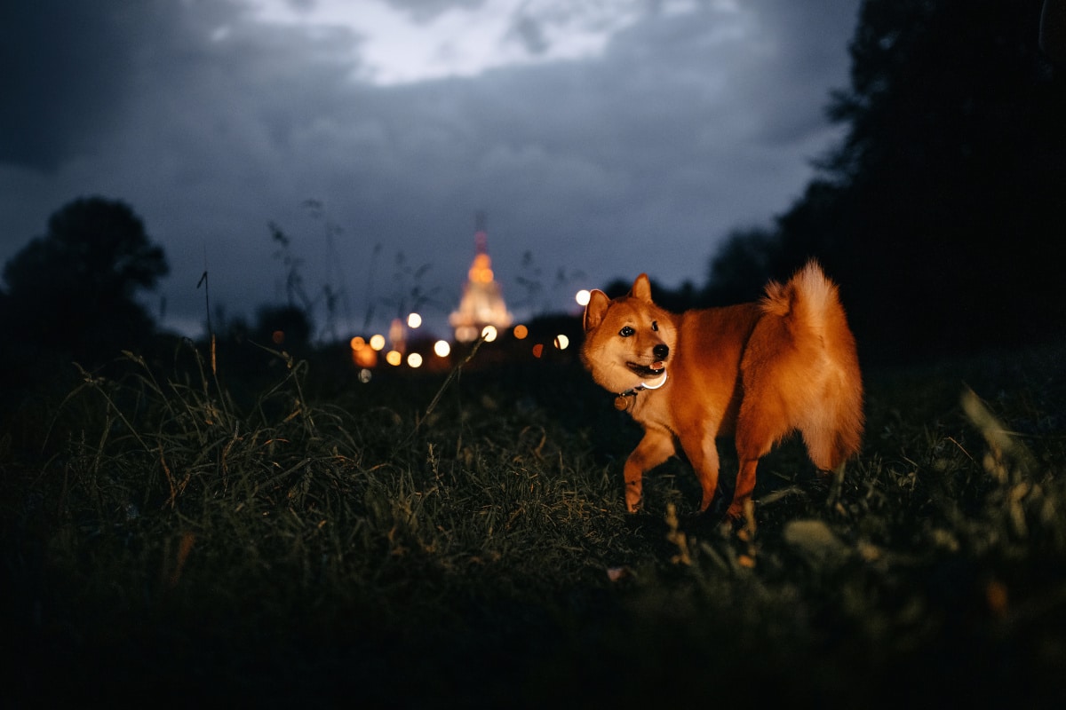The Shiba Inu Pee and Poop Guide