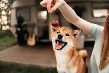 What Food Is Best for Shiba Inu