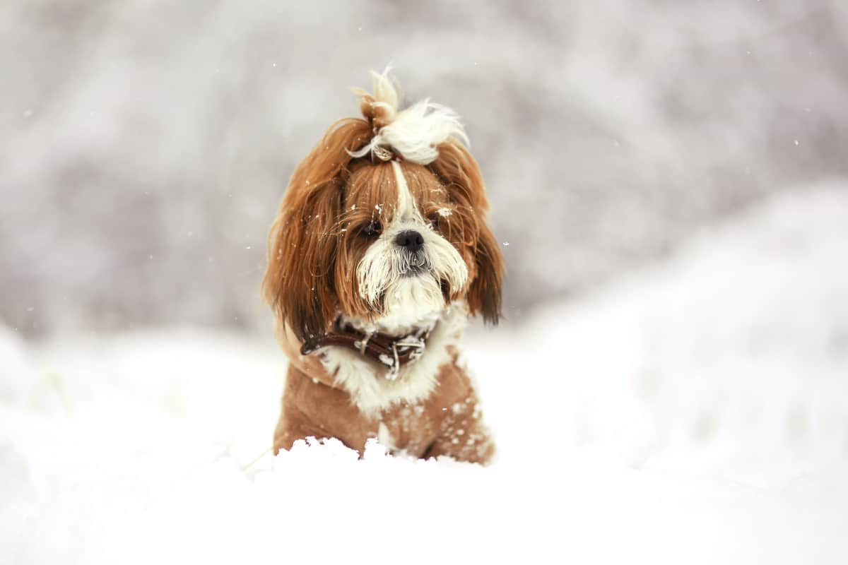 What Temperature Is Best for Shih Tzu