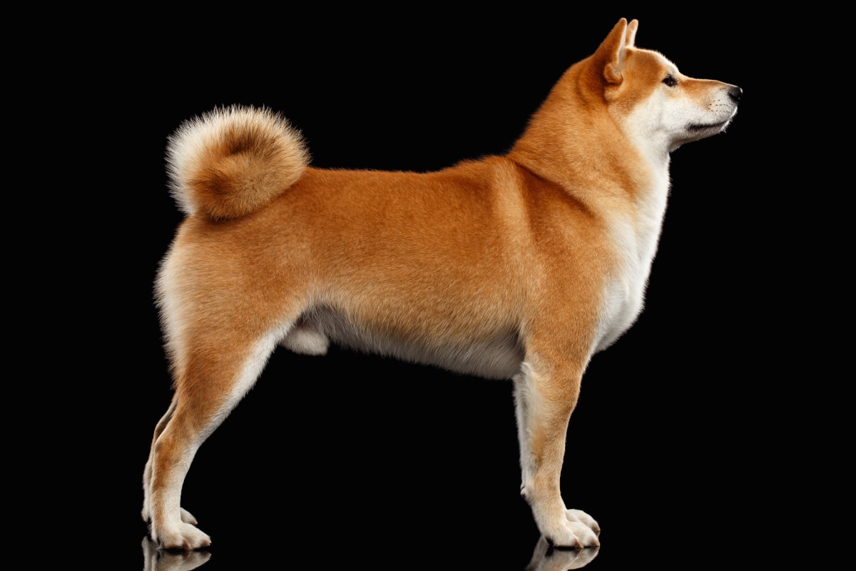 How Big Do Shiba Inu Grow