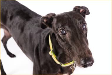 How Much Does a Greyhound Puppy Cost