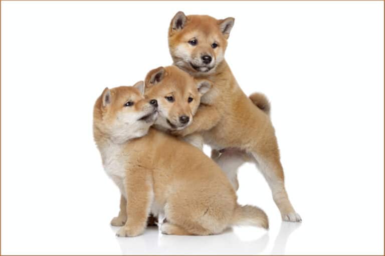 How Much Does a Shiba Inu Puppy Cost