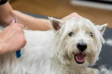 How to Care for a West Highland White Terrier