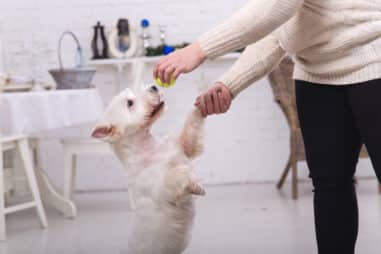 How to Train and Exercise a West Highland White Terrier