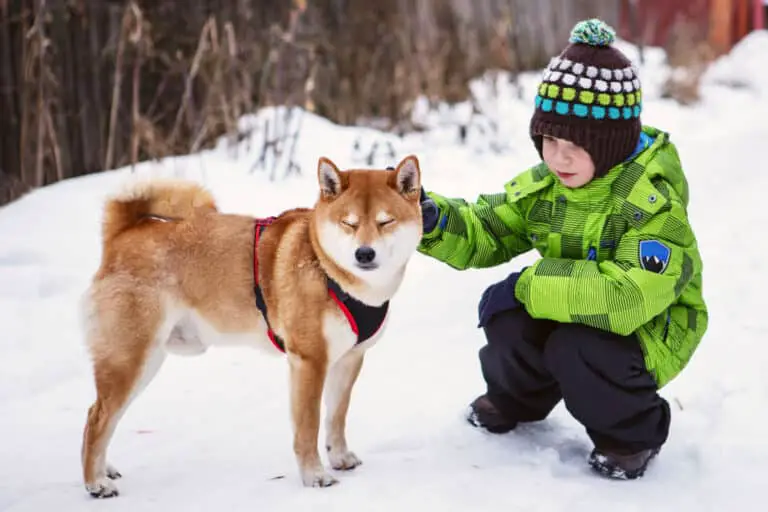 Is It Better to Have Your Shiba Inu Indoor or Outdoor
