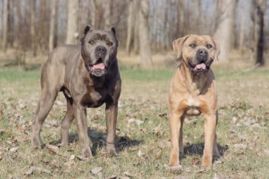 The Complete Guide to the Cane Corso Breed