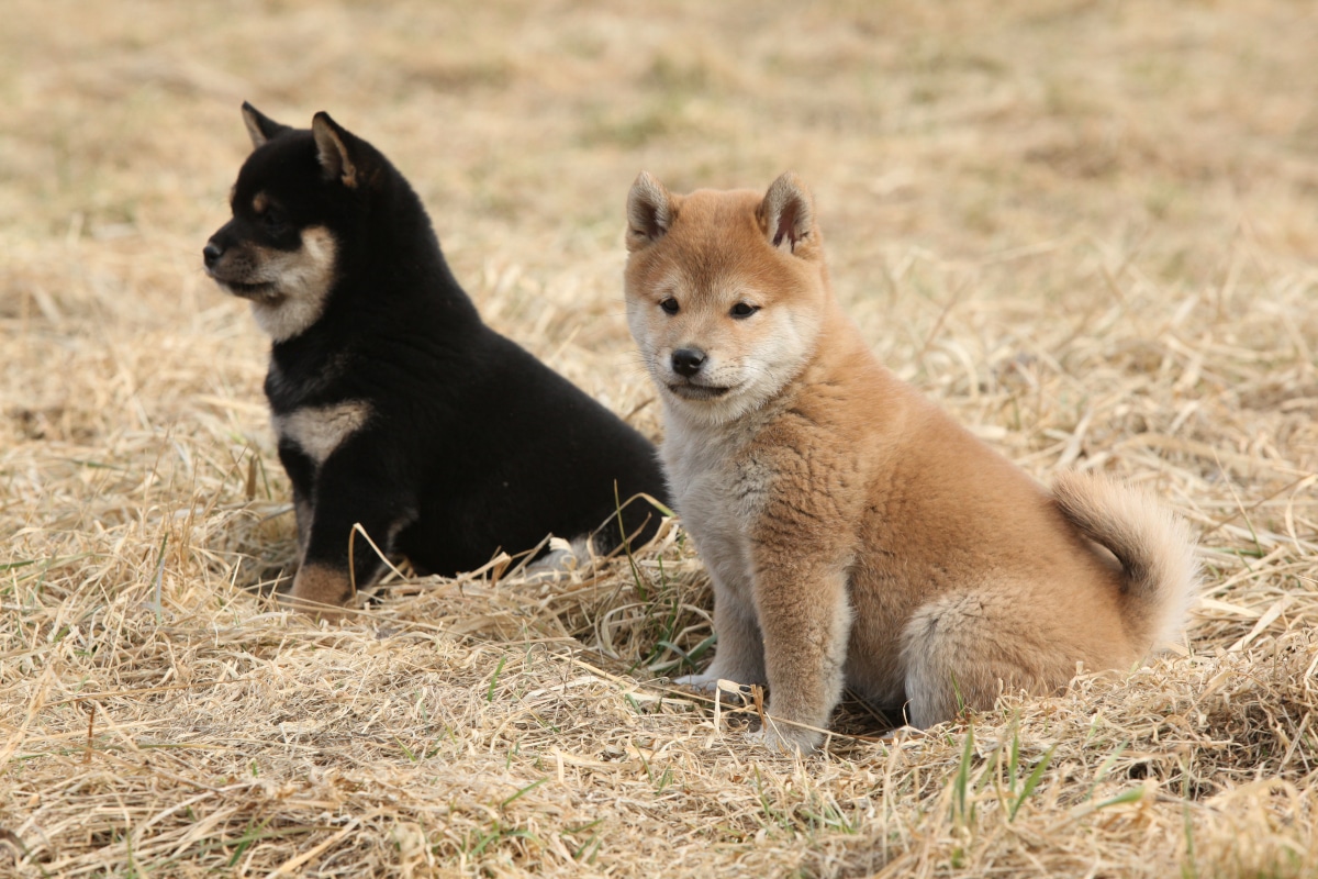 The Shiba Inu Breed