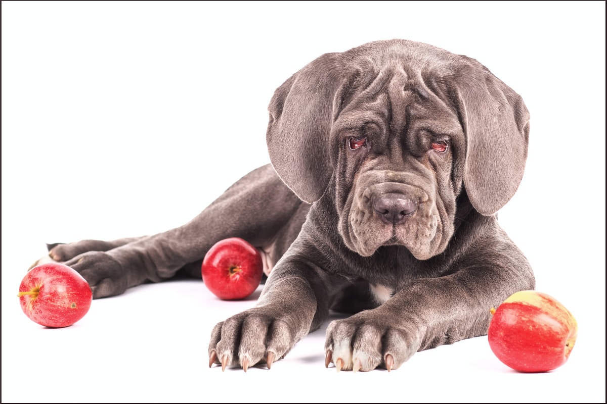 What Do Cane Corsos Eat