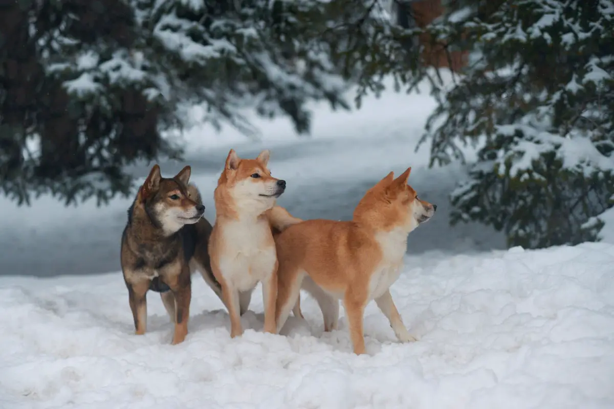 What Is the Best Temperature for a Shiba Inu