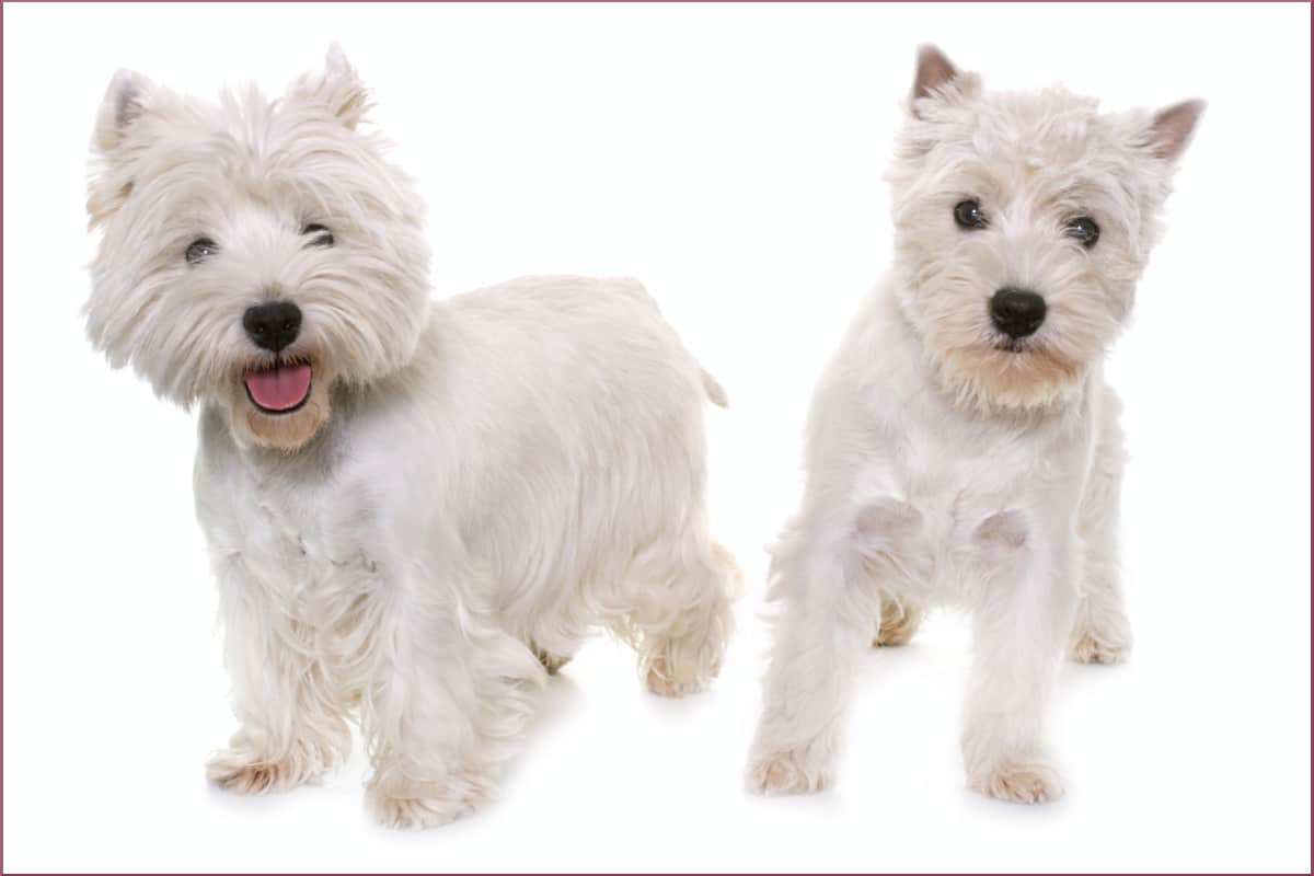 What Type of Dog Is a West Highland Terrier