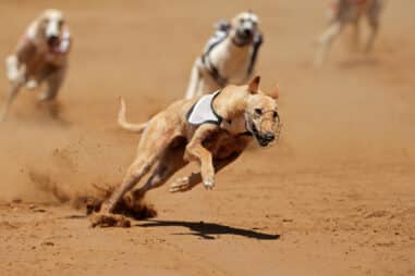 Are Greyhounds Healthy or Unhealthy