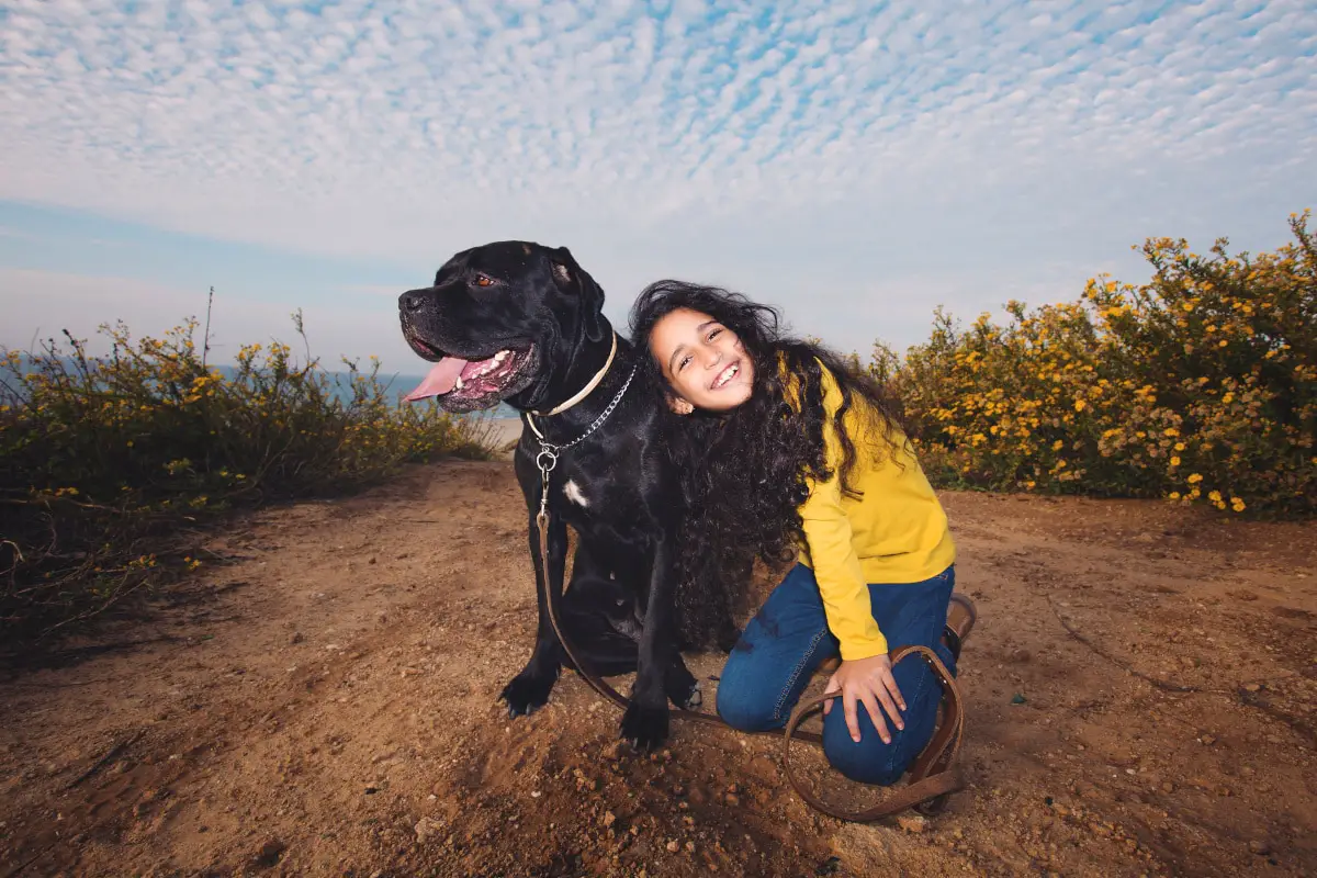 Do Cane Corsos Make Good Pets