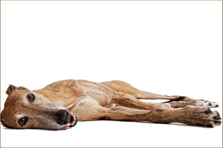 How Does a Greyhound Get IVDD and Back Problems