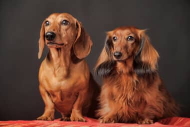 Is There Such a Thing as a Miniature Dachshund