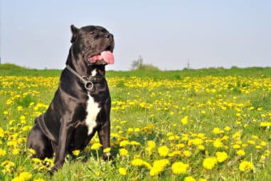 The Cane Corso Pee and Poop Guide